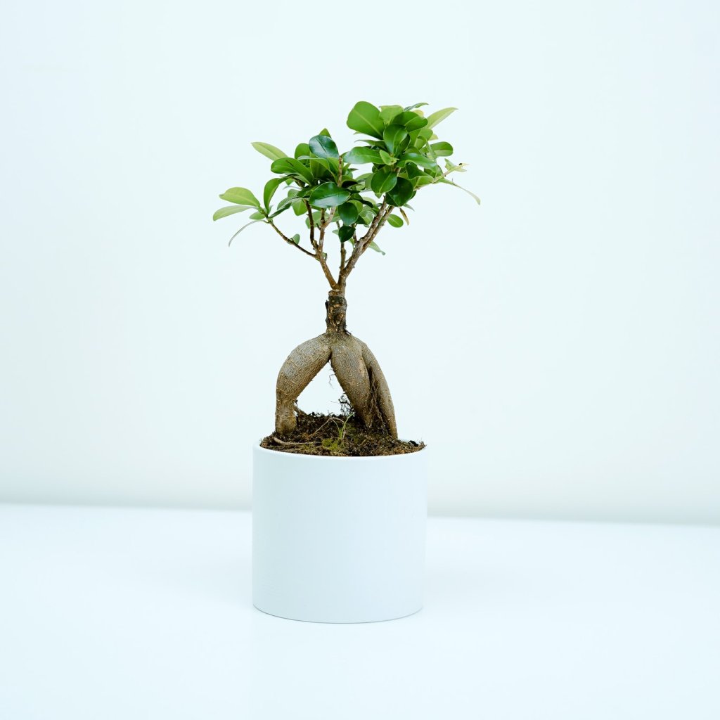 Gardening - الحدائق