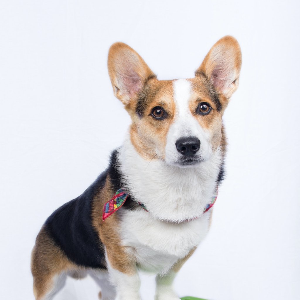 Pets - حيوانات