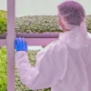 Hydroponics وأنظمة CEA مستشار دولي في الزراعة المائية